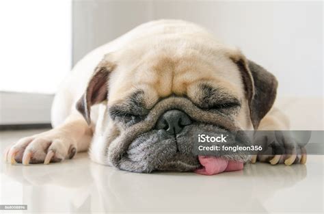 Funny Sleepy Pug Dog With Gum In The Eye Sleep Rest On Floor Stock