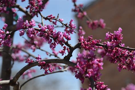 Free Images Tree Nature Branch Fruit Leaf Flower Petal Bloom