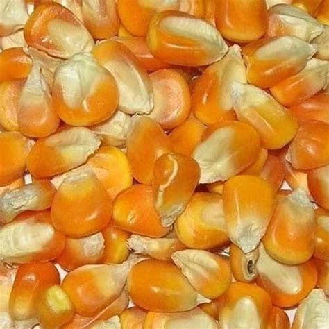 Ltd is a pvt ltd company, engaged as the foremost manufacturer and wholesaler of meetha paan, frozen sweet corn, cheese ball, spring roll and many more. Yellow Corn Seed, 14%, Packaging Size: 25 Kg, Rs 15 /kg ...