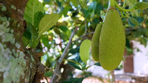 Young Jackfruit Small Size On The Tree Stock Photo Image Of