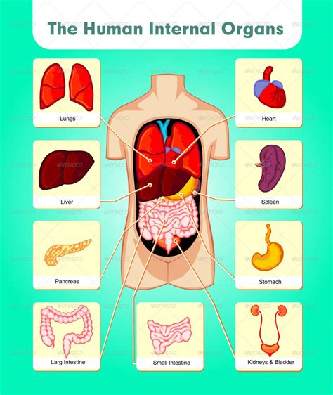 The Human Internal Organs Preview GraphicRiver Human Body Science Human Body Activities