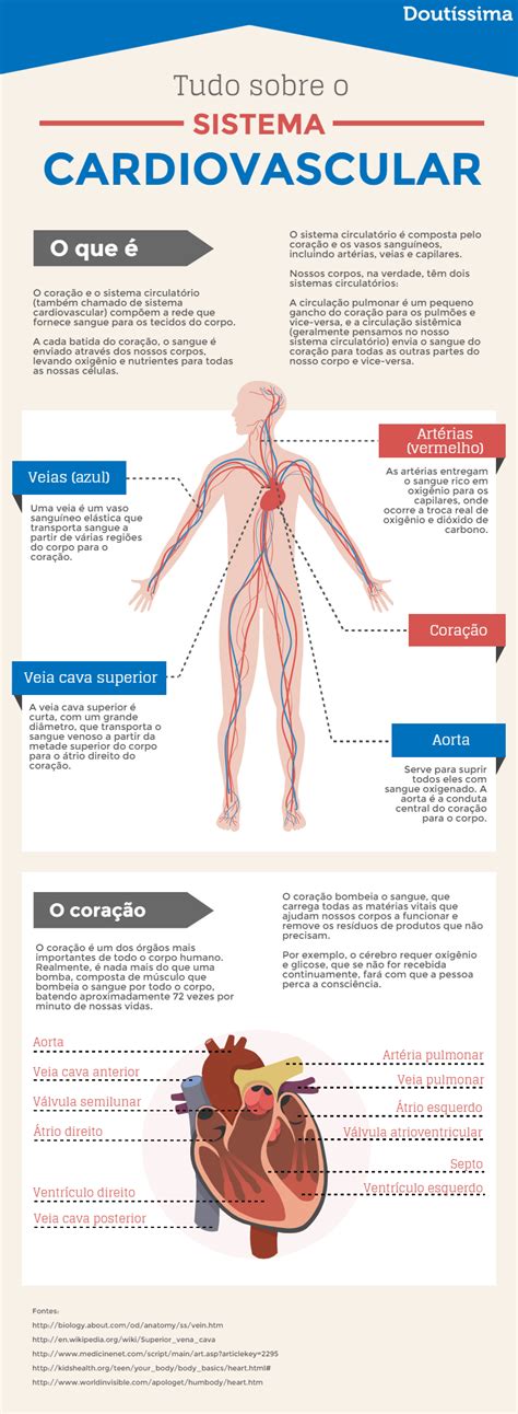 Sistema Cardiovascular O Que E Funcao E Anatomia Significados Images