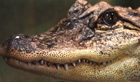 Alligator Vs Crocodile Zoologicalsocietyofauckland