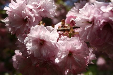 Pink Tree Blossom Spring Flowering Trees Free Nature Pictures By