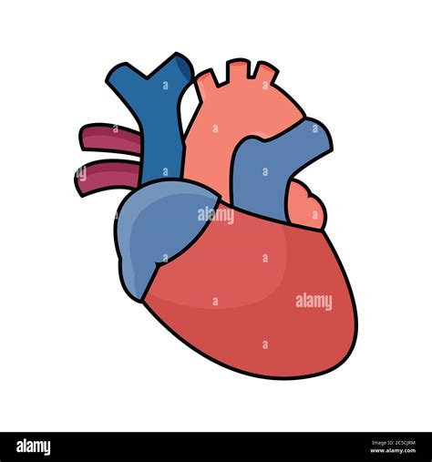 Anatomical Heart Flat Graphic Stock Vector Image And Art Alamy