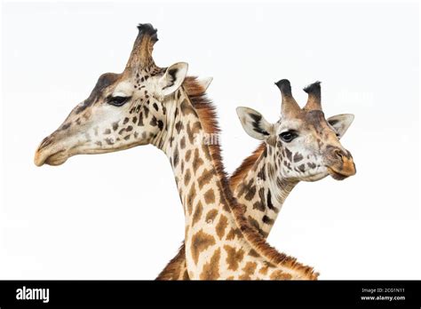 Close Upon Two Male Giraffe Heads In Masai Mara In Kenya Stock Photo