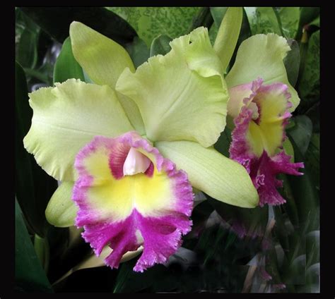cattleya orchid hybrid orchids cattleya orchid orchid images orchids