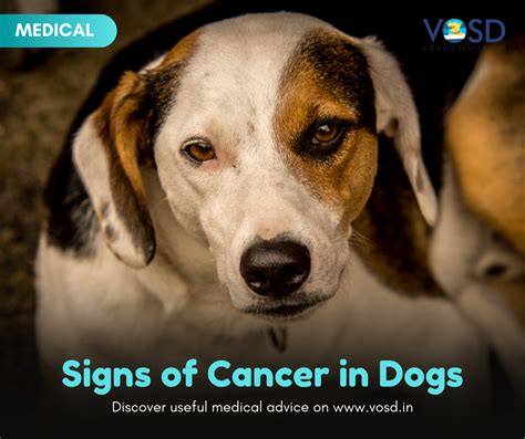Signs Of Cancer In Dogs Vosd