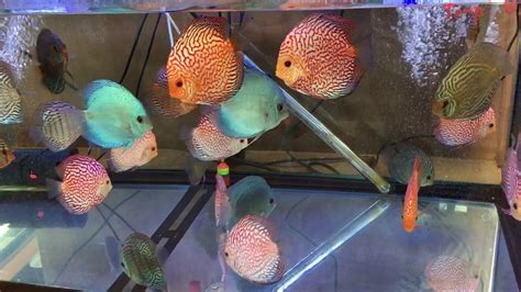 Pigeon Blood Discus Blue Diamond Discus And Blue Snakeskin Discus For