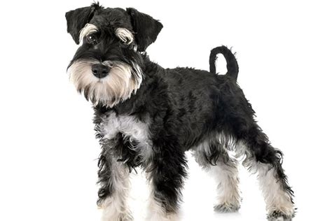 Cute Schnauzer Haircut Ideas All The Different Types And Styles