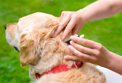 Ticks Fleas And Worm Control Pets Ark Veterinary Hospital