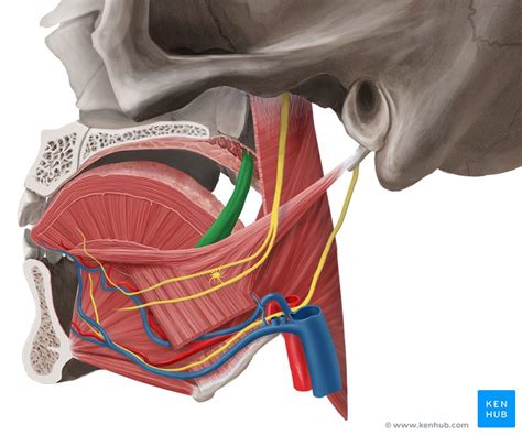 Soft Palate Anatomy Function And Muscles Kenhub