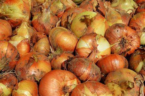 Free Picture Onion Nutrition Vegetable Fruit Organic Antioxidant