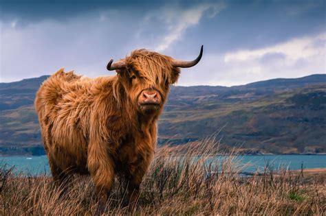 Cattle Of Europe The Highland Cow Of Scotland Reurope