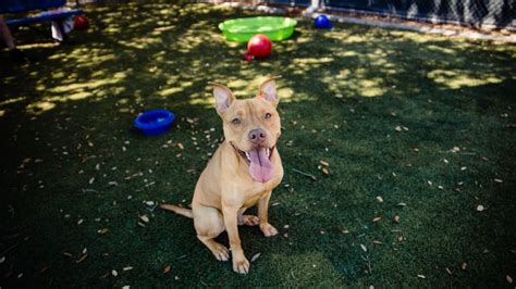 Dog Living At Orange County Shelter More Than 200 Days Seeks Home
