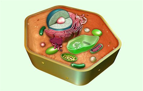 Diferencias Entre Membrana Celular Y Citoplasma Sooluciona