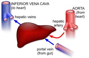 There is another vein chylomicrons carry the fat droplets from the gut wall, through portal circulation to the liver. blobs.org - Liver