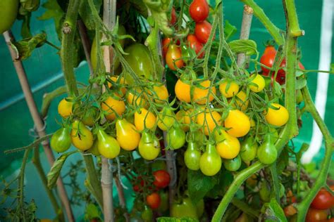 How To Prune Cherry Tomatoes Ultimate Pruning Guide
