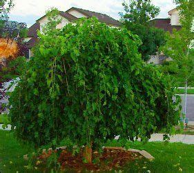 Trees are the backbone of any good landscape plan. Weeping Mulberry | Garden Plant Evergreen Trees | Chicago ...