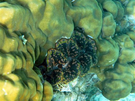 Fluted Giant Clam Tridacna Squamosa In Between Coral Mu Flickr