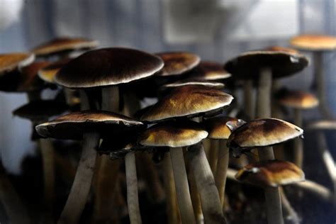 Now That 2 Cities Have Decriminalized Magic Mushrooms Others Look To