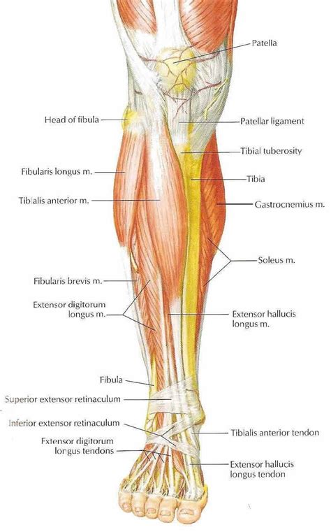 calf anterior 근육 다리 근육 아나토미