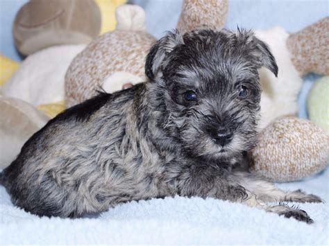 And in return annette wrote and recorded tall paul for paul anka. Bow Wow Schnauzer - Miniature Schnauzer Puppies For Sale