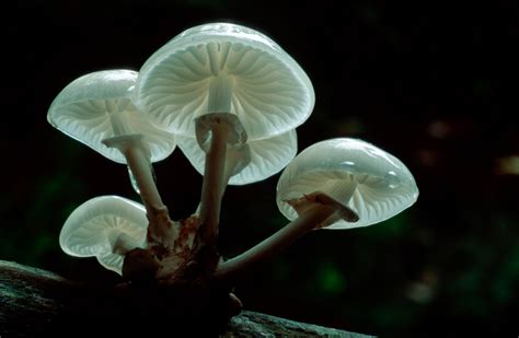 Trip Out On These 11 Crazy Mushrooms Huffpost