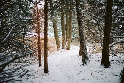 Snow In The Woods Snowy Woods Journey Leaves Winter Outdoor Winter