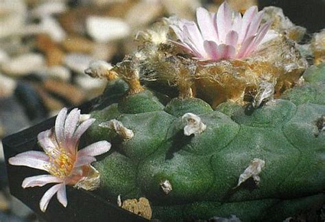 It is found in argentina, bolivia, colombia, chile, ecuador and peru. Lophophora williamsii v Paila - Peyote - San Pedro Cactus ...