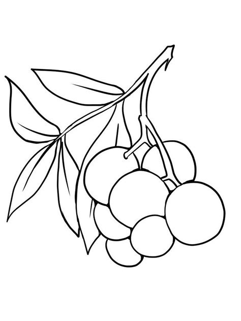 Clanberry Fruits And Berries For Kids Printable Free Coloring Pages