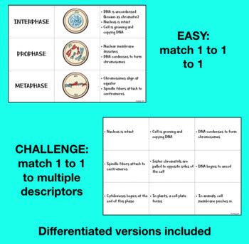 Mitosis And The Cell Cycle Card Sort By Laney Lee TpT