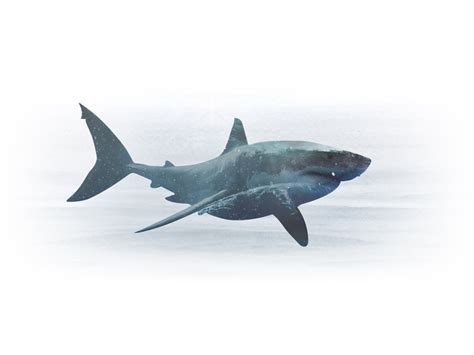 Shark Manipulation By Shawn Scott On Dribbble