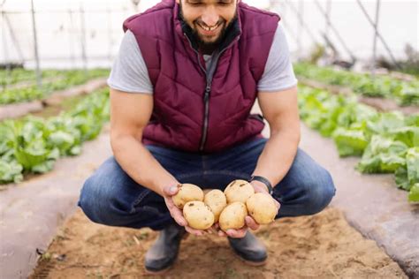 How To Grow Potatoes In Greenhouse A Step By Step Guide For Seed To