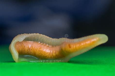 Close Up Photo Of Linguatula Serrata Or Tongue Worm Stock Image Image