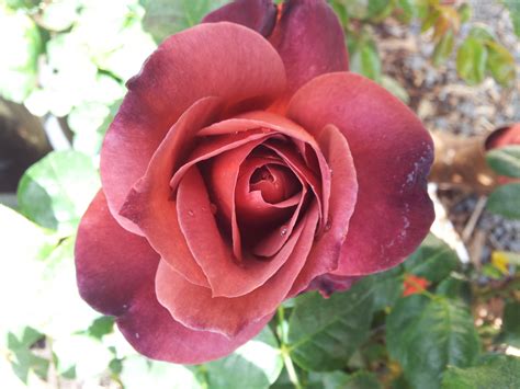 Usda zone 6b and warmer. HOT COCOA ROSE … AWESOME PICTURES - All About Roses
