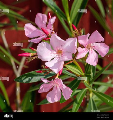 Oleander Nerium Nerium Oleander Stock Photo Alamy