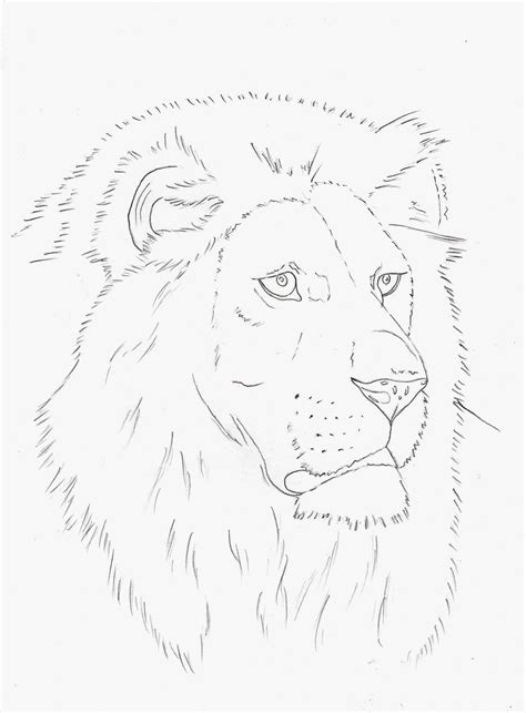 Realistic Sketch Outline Drawings Animal Outline