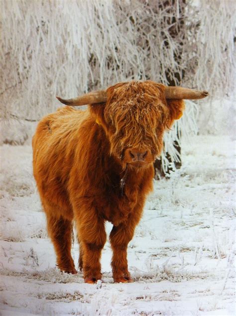 Winter Highland Cow Miniature Cow Breeds Minature Cows Fluffy Cows