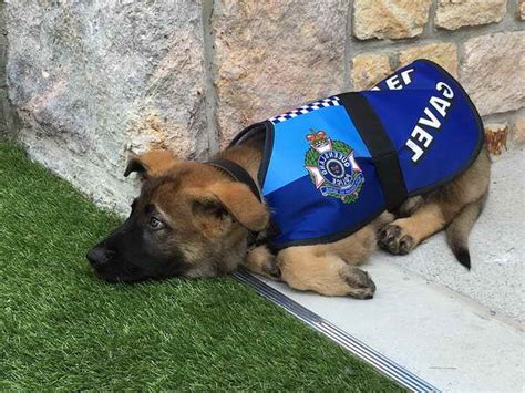 German Shepherd Puppy Police Training Petsidi