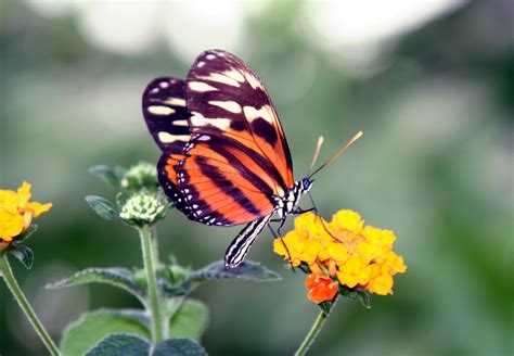 1920x1080 Wallpaper Monarch Butterfly Peakpx