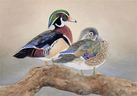 Wood Duck Couple Painting By Cherry Woodbury Fine Art America