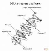 Dna Coloring Structure Worksheet Replication Key Double Answer Pages Helix Drawing Bases Biology Molecule Rna Printable Strand Kids Translation Transcription sketch template