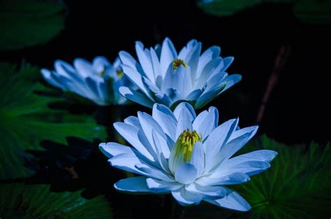 Online Crop Hd Wallpaper Water Lily Blue Petals Bud Leaves