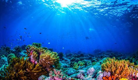 New Study Predicts Coral Reef Might Survive Climate Change The Week