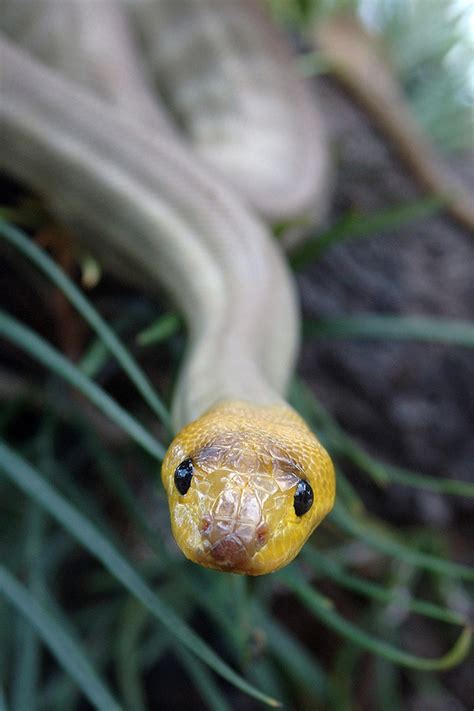 Woma Python San Diego Zoo Animals And Plants