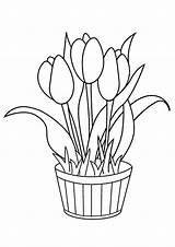 Coloring Pages Daffodil Tulip Flower Flowers Printable Kids Parentune Preschoolers Worksheets sketch template