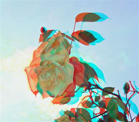 Rose In Stereoscopic Anaglyph 3d Red Blue Cyan Glasses A Photo On