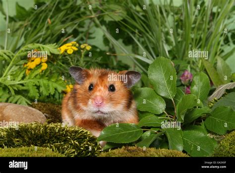 Syrische Hamster Fotos Und Bildmaterial In Hoher Auflösung Alamy