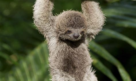 Why Are Sloths Slow And Six Other Sloth Facts Stories Wwf